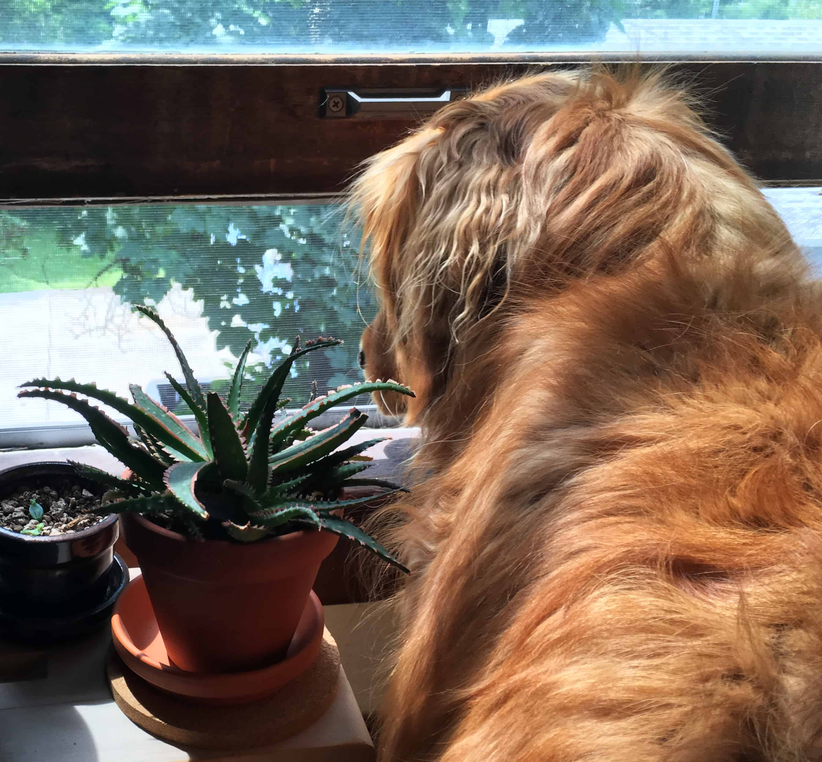 houseplant post photo